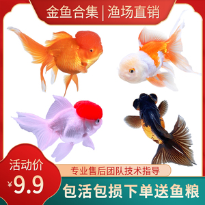 金鱼活鱼狮子头金鱼观赏鱼丹顶红冷水鱼淡水鱼小金鱼苗锦鲤鱼活体 阿里巴巴找货神器