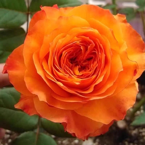 橙色浪漫四季开花勤花大花浓香型玫瑰月季花苗盆栽庭院阳台楼顶花
