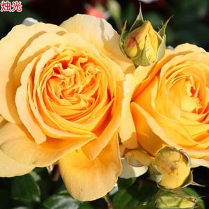 超新品全球美人烛光月季苗大花浓香浓香庭院阳台盆栽玫瑰四季开花