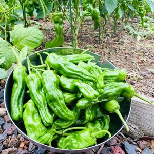 安徽无为特产薄皮青辣椒土辣椒微辣辣椒时令蔬菜1斤起包邮