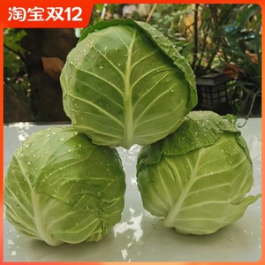 云南省农家自种新鲜蔬菜沙拉包菜卷心菜圆白菜绿甘蓝莲花白包邮
