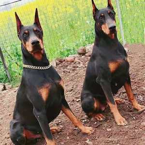 杜宾犬幼犬纯种德国赛级杜宾幼犬狗狗立耳断尾活体杜宾犬家养杜宾 阿里巴巴找货神器