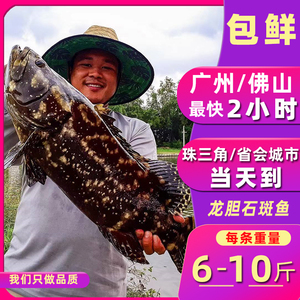 【6斤-10斤大石斑鱼鲜活】海鲜龙胆鱼珍珠斑大青斑鱼水产活体鱼类