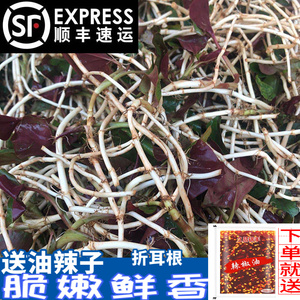 顺丰包邮四川折耳根新鲜鱼腥草猪鼻孔现挖野菜蔬菜嫩叶凉拌菜贵州