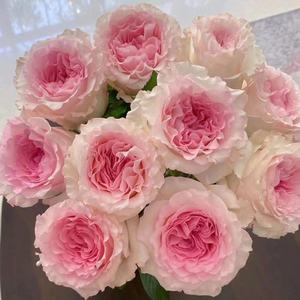 B级洛神玫瑰公主系玫瑰鲜花粉色玫瑰花水养轻奢花艺中式插花花材