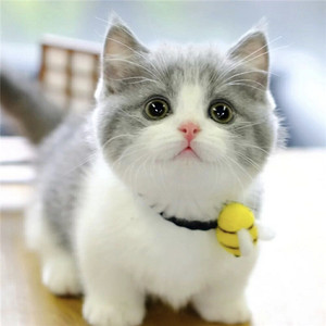 纯种英短长毛蓝白猫幼猫五粉矮脚曼基康猫活体美短起司布偶猫活体