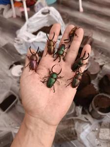 印尼金锹 独角兽宠物甲虫幼虫成虫彩色锹形虫活体昆虫印金锹甲