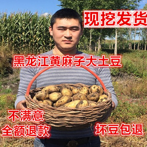 2023年新土豆黑龙江东北农家土豆黄心大土豆黄麻子马铃薯5斤包邮