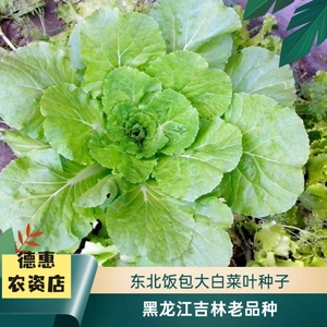 东北大叶白菜籽 德惠饭包蔬菜种子 红星批叶生吃绿色青菜早熟