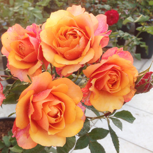 居家丹麦永恒系列之永远的艾帕索阳台大花月季花苗四季玫瑰花