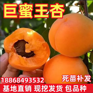 巨蜜王杏苗南北方地栽种植特大杏树果苗盆栽嫁接杏子苗树当年结果