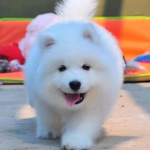 纯种萨摩耶幼犬活体微笑天使熊版萨摩耶犬白色大型犬宠物狗狗活体