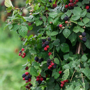 黑树莓盆栽大苗庭院阳台可爬藤红黄树莓果树苗可多季结果耐寒包邮