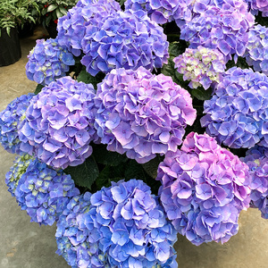 花手鞠绣球 花手鞠绣球品牌 价格 阿里巴巴