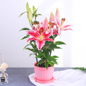 荷兰百合花种 淘宝拼多多热销荷兰百合花种货源拿货 阿里巴巴货源 荷兰百合花种 淘宝拼多多热销荷兰百合花种货源拿货 阿里巴巴货源