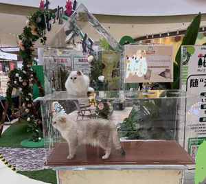 全透明亚克力猫笼子 专业猫赛笼赛猫笼 快速组装摆摊宠物展示柜子