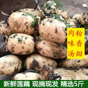 莲藕新鲜5斤包邮现挖现发农家新鲜蔬菜脆藕莲菜粉藕嫩藕九孔莲藕