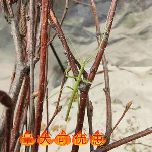 竹节虫宠物活体昆虫活体叶子虫叶䗛竹节虫活体另类宠物巨扁竹节虫