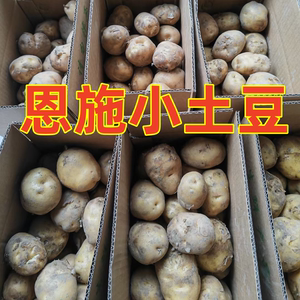恩施小土豆 马尔科老品种土豆 粉面黄心土豆恩施土特产5斤一箱