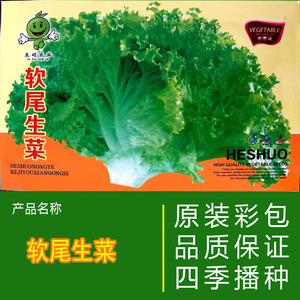 新籽新种子东北生菜种子原厂袋装可做大包菜软尾生菜种子庭院四季