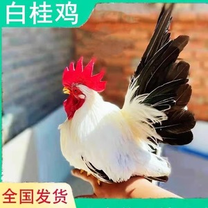 白桂鸡元宝鸡泰国矮脚鸡受精种蛋观赏鸡宠物鸡长不大可孵化小鸡苗