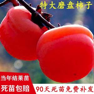 磨盘火晶柿子水果树苗脆甜柿子苗树嫁接苗当年结果特大南北方种植