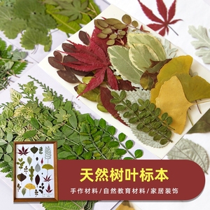 干花植物标本幼儿园手工材料贴画真树叶diy滴胶杯垫相框压花21片