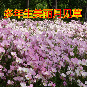 待宵草月见草 待宵草月见草品牌 价格 阿里巴巴 待宵草月见草 待宵草月见草品牌 价格 阿里巴巴