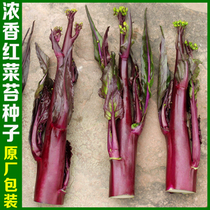 红菜苔种孑夏秋四季耐热耐寒湖北红菜心菜薹红菜苔种子蔬菜种籽子