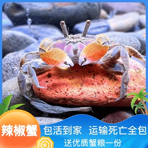 迷你蟹辣椒蟹宠物活体观赏蟹可与灯科鱼孔雀鱼虾混养除藻淡水蟹