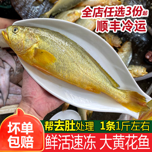 大黄花鱼新鲜冷冻海鱼海鲜水产1条500g左右红口鱼金龙鱼大黄鱼