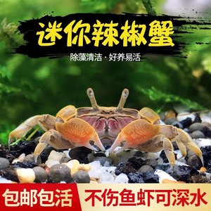 观赏辣椒活体淡深水迷你动宠物桌面缸套装西瓜恶魔寄居螃蟹相手蟹