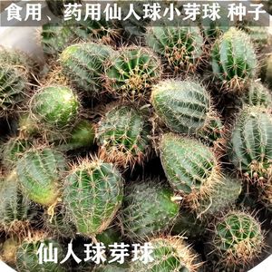 10个仙人球种子芽球8.9包邮 实生球 药用食用 多肉植物开花仙人球