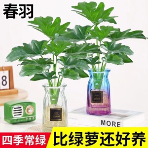 春羽水培植物春雨水养花卉盆栽客厅卧室内绿植小天使驱蚊四季常青