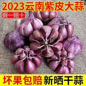 新鲜蒜头2023云南正宗紫皮大蒜农家大蒜头大理本地干蒜5斤红蒜种