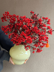 澳洲腊梅鲜花云南直发红色水培澳梅真花插花水养鲜切花蜡梅枝条