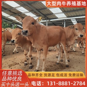 鲁西黄牛活牛出售 小牛犊改良肉牛小黄牛活牛肉牛犊牛仔养殖技术