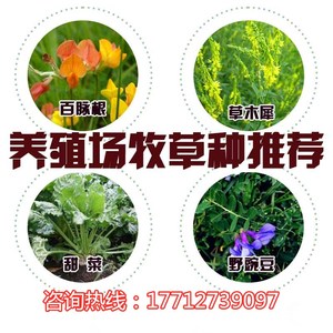 野豌豆种子 白花黄花草木犀 饲用食用甜菜 百脉根 用途广泛 种籽