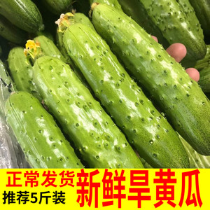 新鲜小黄瓜青瓜 东北旱黄瓜农家沙拉蔬菜生吃水果荷兰海阳白玉5斤