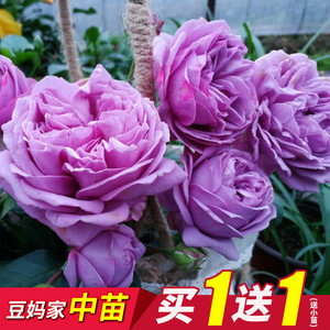 中苗 虞城园艺灌木月季微蓝蓝紫色丰花切包四季开花耐热抗病 阿里巴巴找货神器