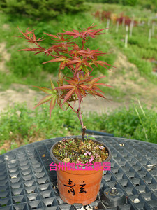 日本红枫新品种 嫁接 清玄 千染 鸡爪槭 盆景素材