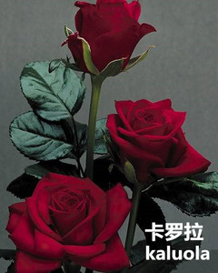 【进口】 卡罗拉 黑巴克玫瑰花 切花月季盆栽植物赛蔷薇花苗包邮