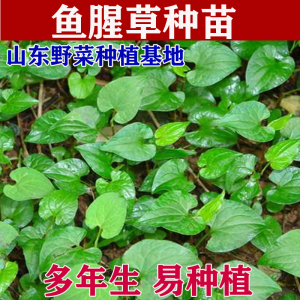 山野菜种植鱼腥草种苗折耳根种子种根狗心草四季阳台盆栽蔬菜包邮