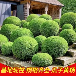 黄杨树苗小叶黄杨树球型植物球形别墅庭院绿化瓜子黄杨苗四季常青