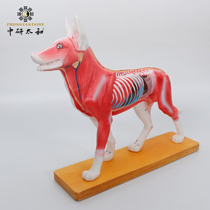 模型狗体针灸模型  猫 猪  牛 马 动物模型 教学练习训练标本模具