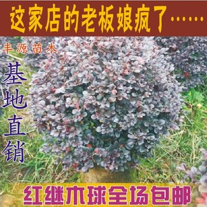 红花继木红继木小苗红桎木盆栽工程绿化苗木花卉树苗基地直销包邮