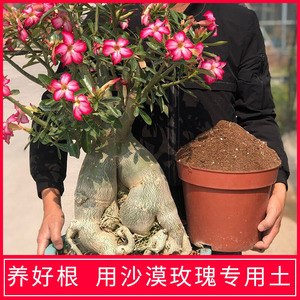 沙漠玫瑰植物专用配方土有机营养土仙人球多肉可用家庭盆栽花土