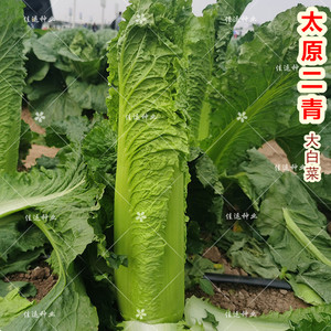 太原二青大白菜种子高筒长筒拧心型四季白菜杂交高产秋季白菜种孑