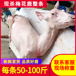【现杀梅花鹿肉50-100斤】东北吉林整只条肉质鲜美白条胴体