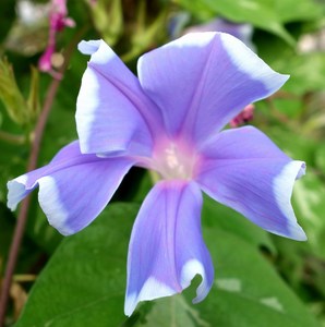 新品朝颜牵牛花种子白边水色石畳咲青斑入蝉叶爬藤 阿里巴巴找货神器